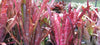 Bromeliad Care Spotlight: Billbergia