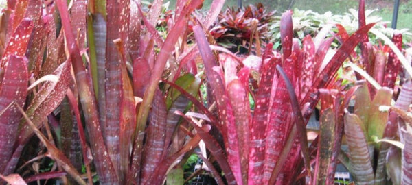 Bromeliad Care Spotlight: Billbergia - Bromeliad Paradise