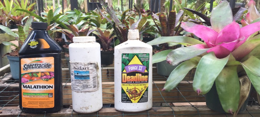 Bromeliad Rx