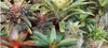 Taking Care of Your New Bromeliad – FAQ’s