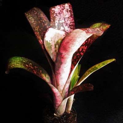 Billbergia 'Pink Champagne'