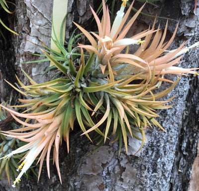 Tillandsia ionantha 'Druid'