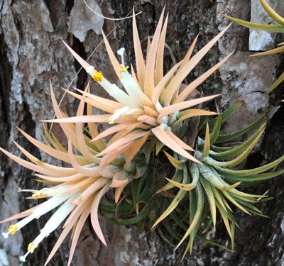 Tillandsia ionantha 'Druid'