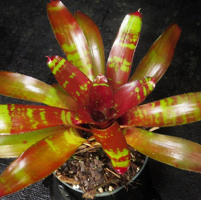 Neoregelia 'Brian Webber'