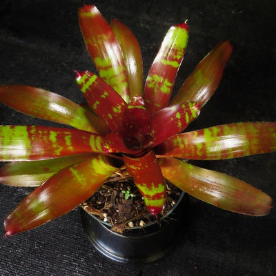 Neoregelia 'Brian Webber'