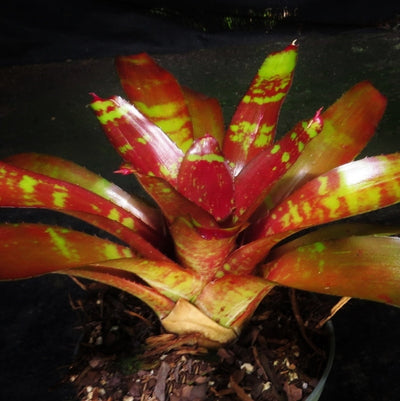 Neoregelia 'Brian Webber'