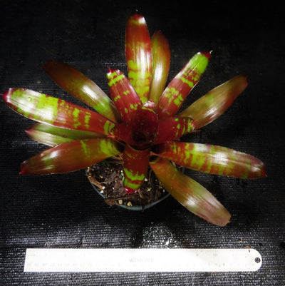 Neoregelia 'Brian Webber'