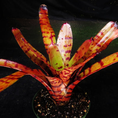 Neoregelia 'Catnip'