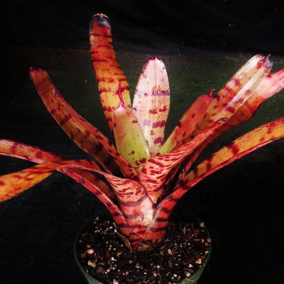 Neoregelia 'Catnip'