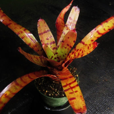 Neoregelia 'Catnip'