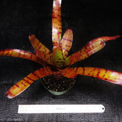 Neoregelia 'Catnip'