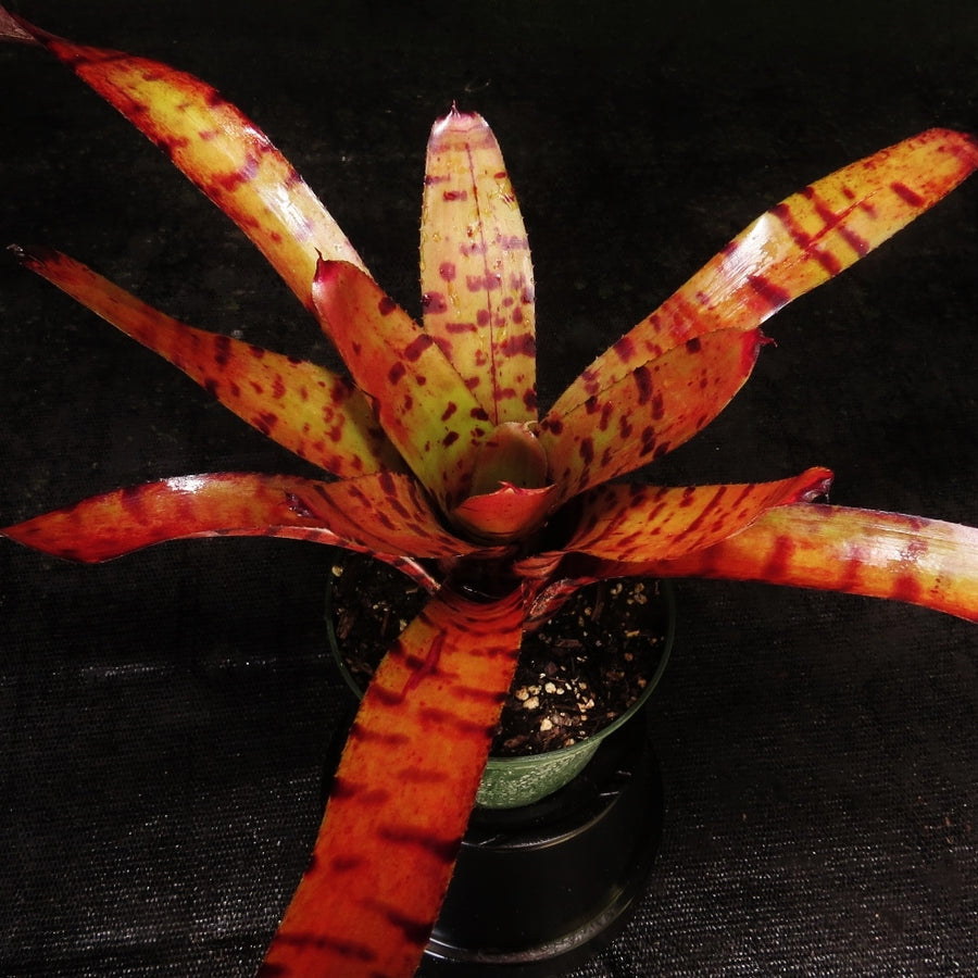Neoregelia 'Catnip'