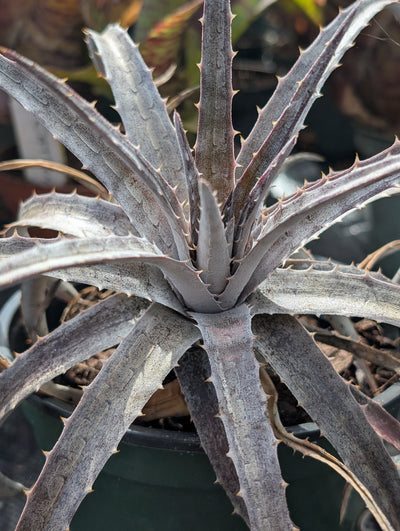 Dyckia Pale Ryder