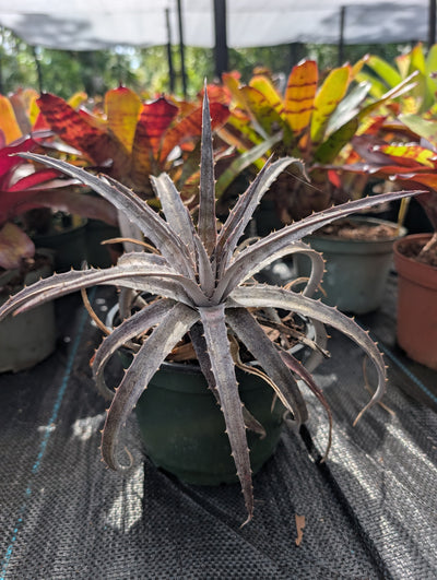 Dyckia Pale Ryder