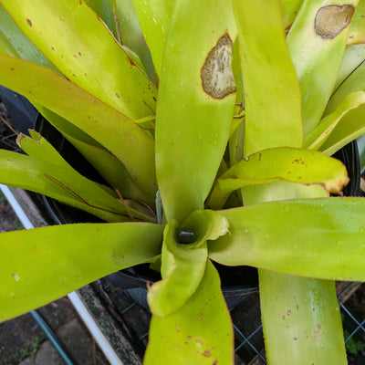 Blanchetiana Seconds