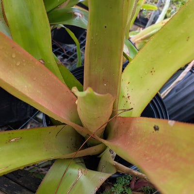 Blanchetiana Seconds