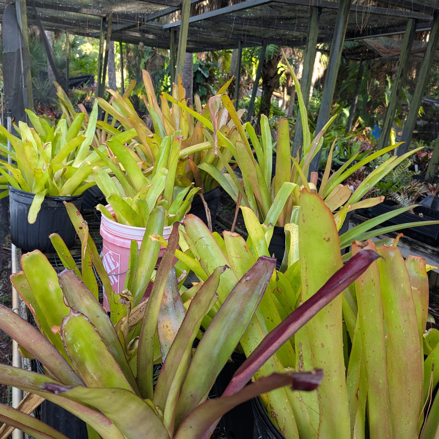 Blanchetiana Seconds
