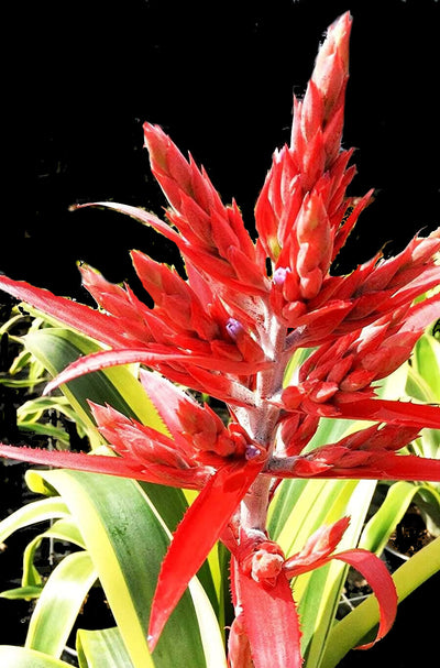 Aechmea 'Felice'