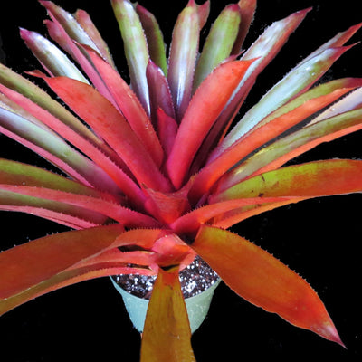 Aechmea 'Coppertone'