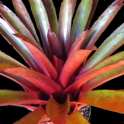 Aechmea 'Coppertone'