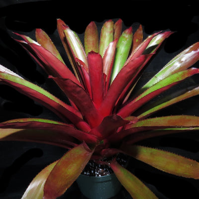 Aechmea 'Coppertone'