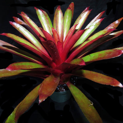 Aechmea 'Coppertone'