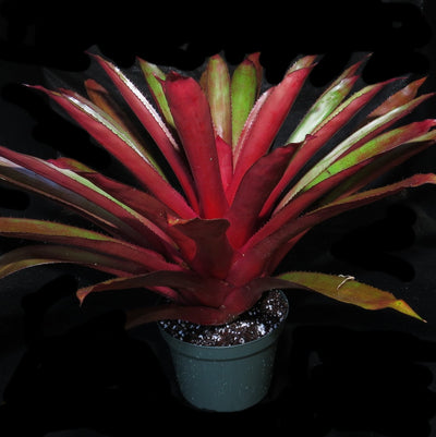 Aechmea 'Coppertone'