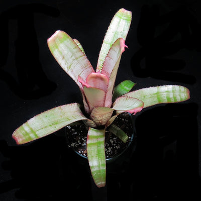 Aechmea 'Frosty The Snowman'