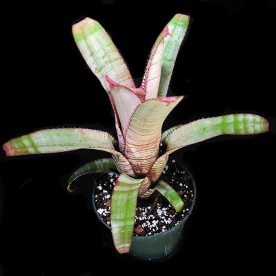 Aechmea 'Frosty The Snowman'