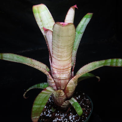 Aechmea 'Frosty The Snowman'