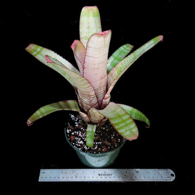 Aechmea 'Frosty The Snowman'