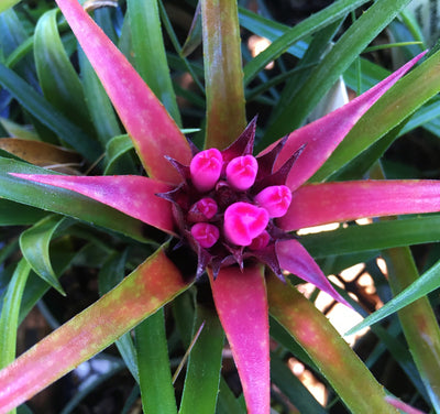 Aechmea recurvata cv 'Benrathii'