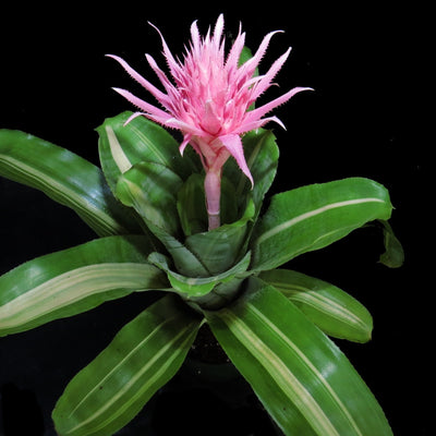 Aechmea fasciata 'Variegated'