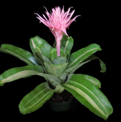 Aechmea fasciata 'Variegated'