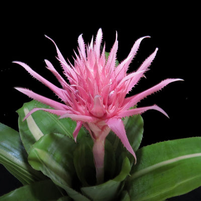 Aechmea fasciata 'Variegated'