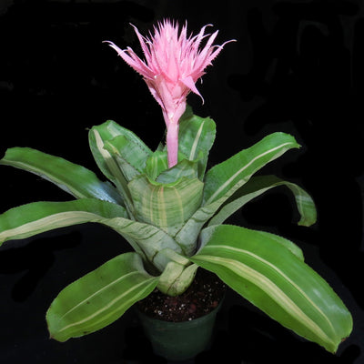 Aechmea fasciata 'Variegated'