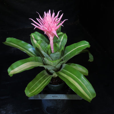 Aechmea fasciata 'Variegated'