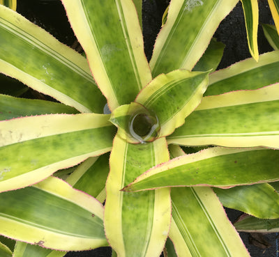 Aechmea mexicana 'Albo Marginata'