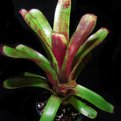 Aechmea nudicaulis var. Medio-Picta