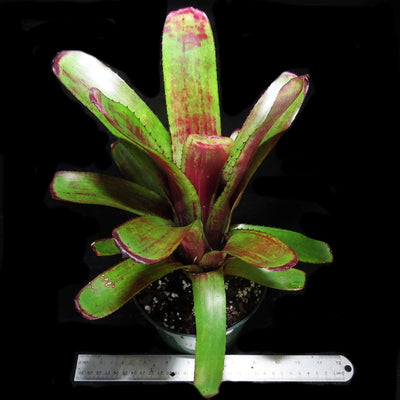 Aechmea nudicaulis var. Medio-Picta
