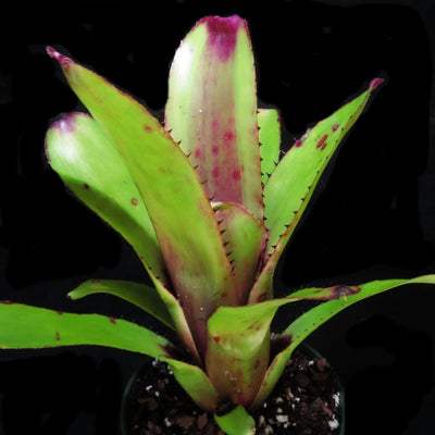 Aechmea nudicaulis var. aurearosea