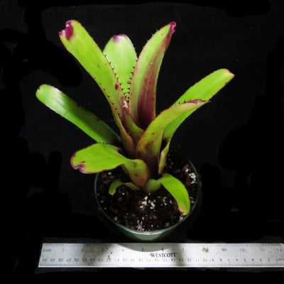 Aechmea nudicaulis var. aurearosea