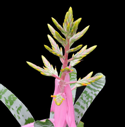 Aechmea zebrina 'Pink'