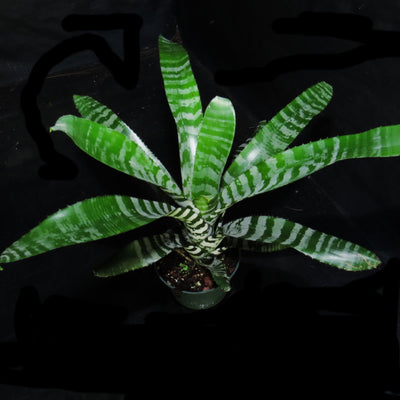 Aechmea zebrina 'Pink'