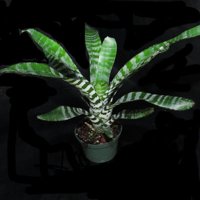 Aechmea zebrina 'Pink'