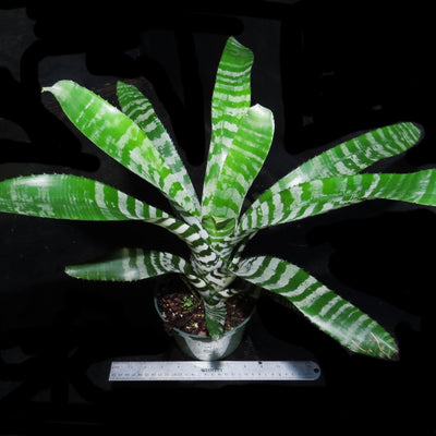 Aechmea zebrina 'Pink'