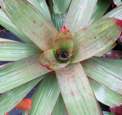 Alcantarea imperialis