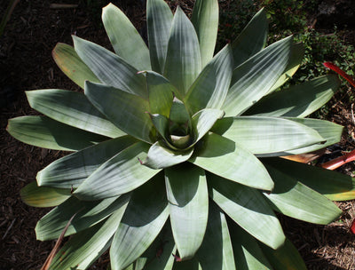 Alcantarea imperialis