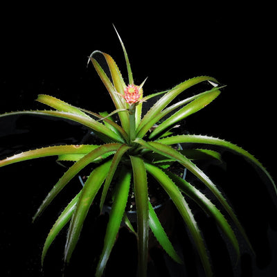 Ananas 'Mini Pineapple'