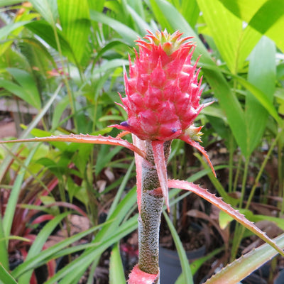 Ananas 'Mini Pineapple'